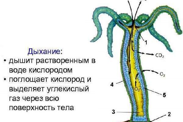 Зеркала крамп онион kraken6.at kraken7.at kraken8.at